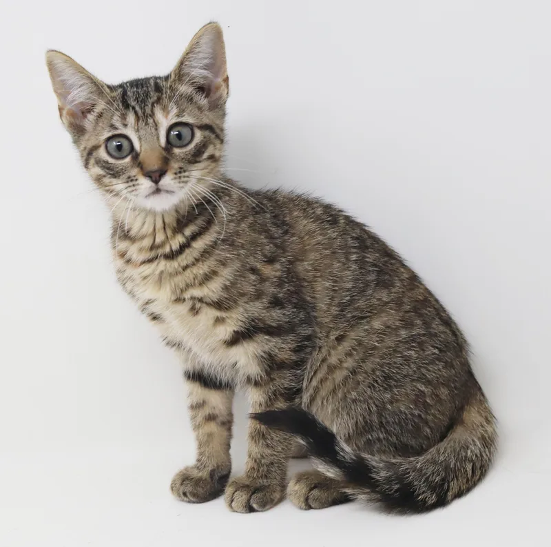 A baby small-sized female Tabby (Tiger Striped) Torbie cat named Soliel is the sunshine for adoption in Bedford Hills, NY