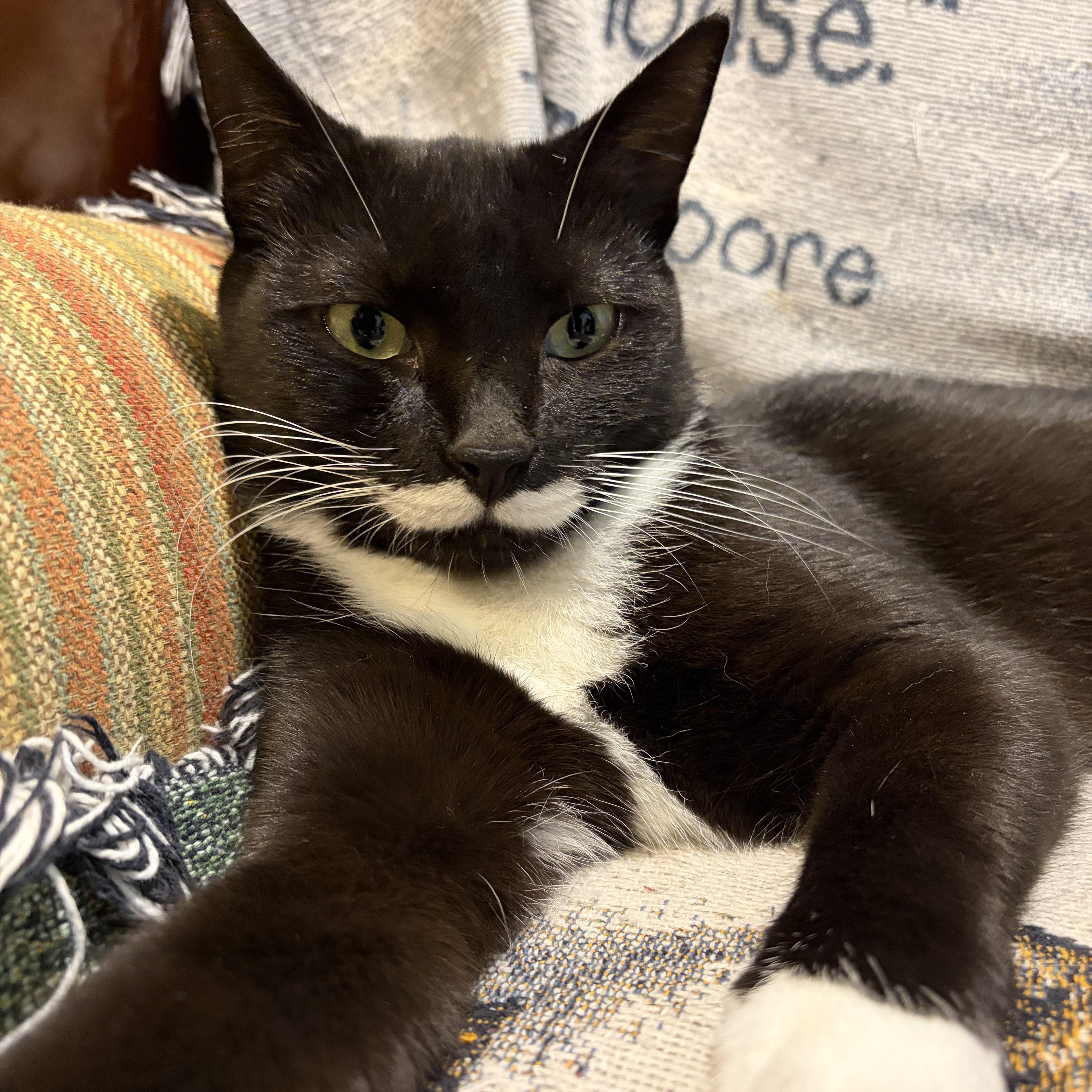 A young medium-sized female Black & White / Tuxedo Domestic Short Hair cat named Siouxsie for adoption in Levittown, NY