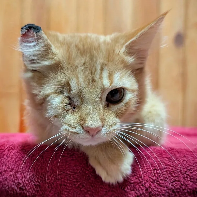 A baby small-sized female Orange / Red Domestic Medium Hair cat named Jaxie for adoption in Tylertown, MS