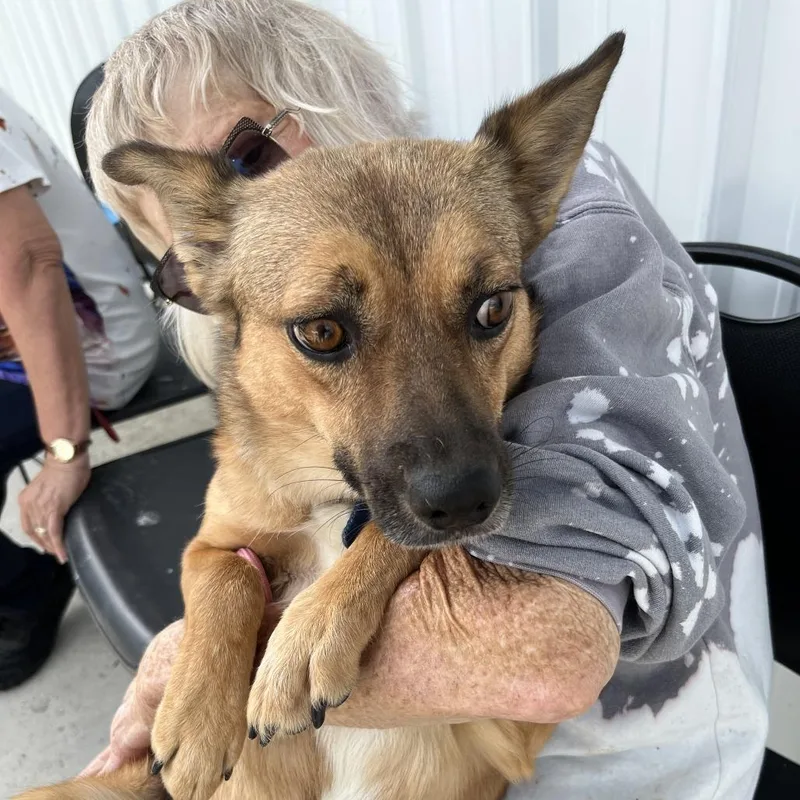 An adult medium-sized female Sable Corgi dog named Stella for adoption in Minneapolis, MN