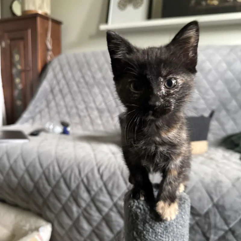 A baby medium-sized female Domestic Short Hair cat named Chai for adoption in San Jose, CA