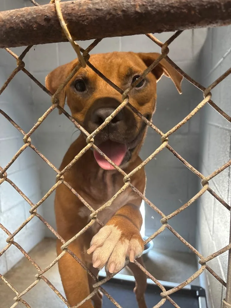 A young medium-sized male Mixed Breed dog named Joker for adoption in Effingham, SC