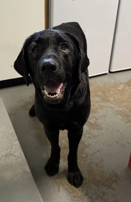 A young large-sized female Labrador Retriever dog named Zoey for adoption in Red Bluff, CA