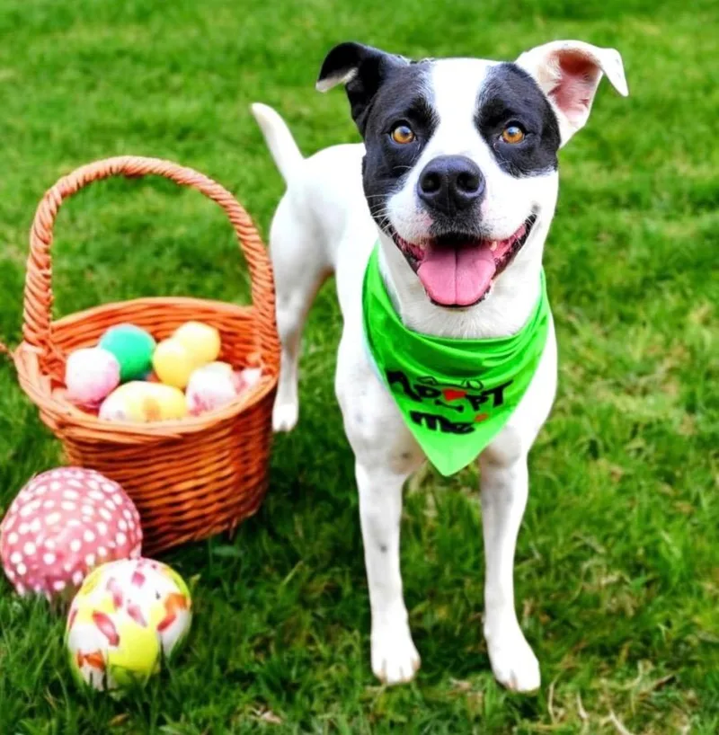 A young large-sized male Pit Bull Terrier dog named Yogi for adoption in Elizabethton, TN