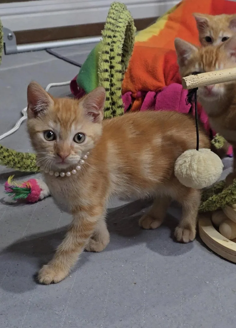A baby medium-sized female Orange / Red Domestic Short Hair cat named Crab for adoption in San Jose, CA