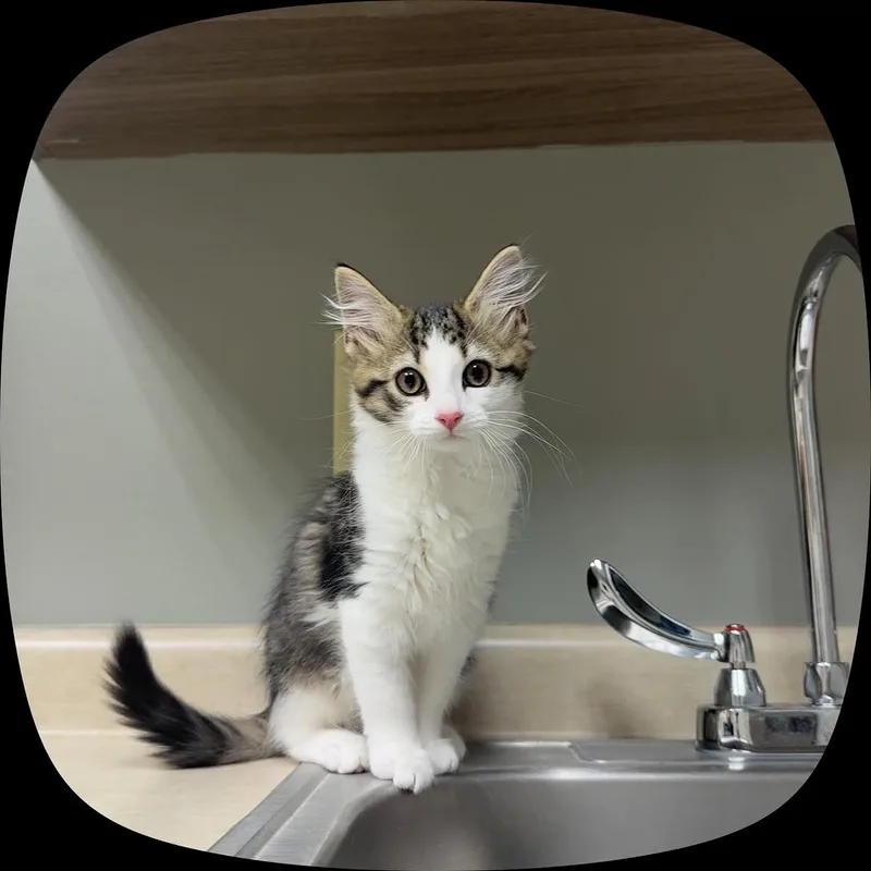 A baby medium-sized female Tabby (Buff / Tan / Fawn) Domestic Long Hair cat named Peach for adoption in BOONE, NC
