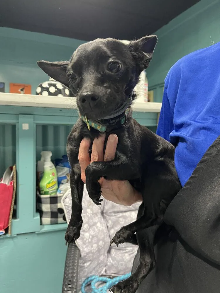 Hector And Frankie thumbnail 2