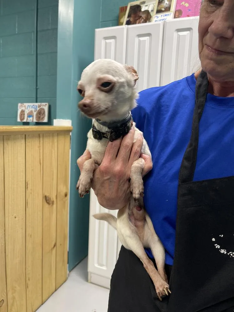 Hector And Frankie thumbnail 3