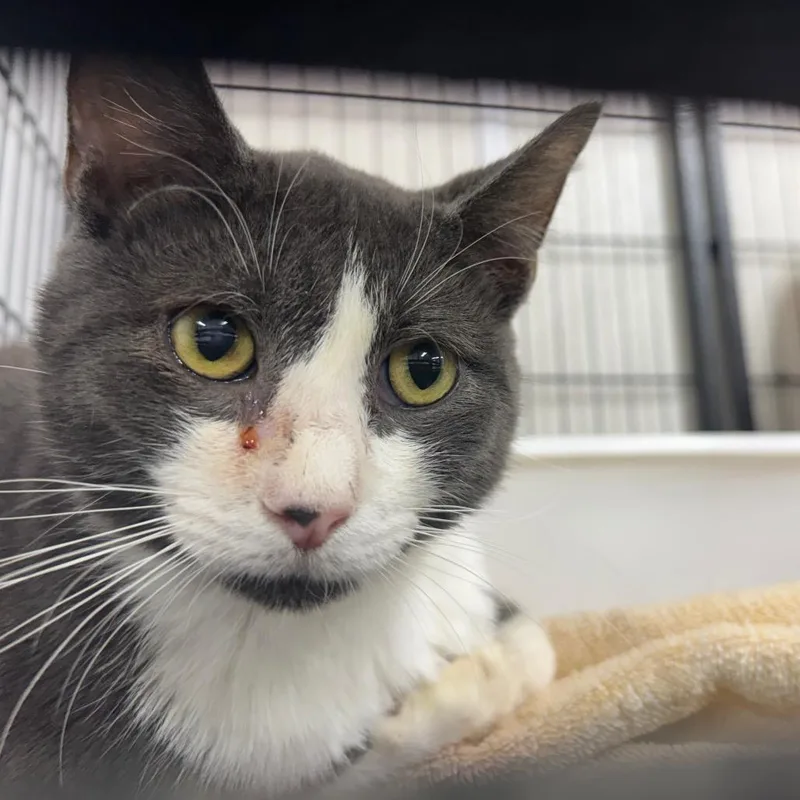 An adult medium-sized male Gray / Blue / Silver Domestic Short Hair cat named Tato for adoption in Ridgely, MD