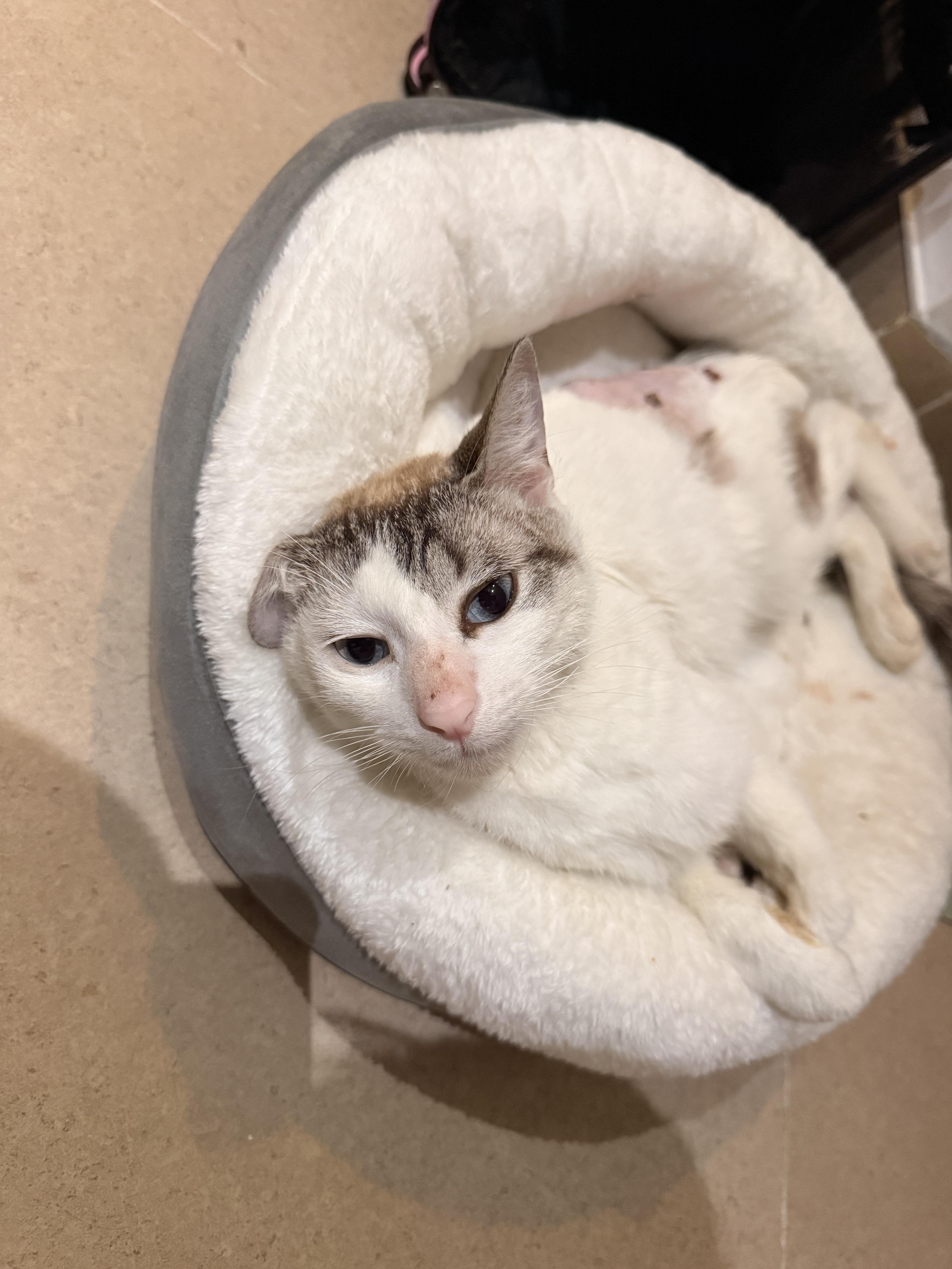 A young medium-sized male White Domestic Short Hair cat named Toxo Axolotl for adoption in Long Island City, NY
