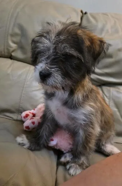 Banjo