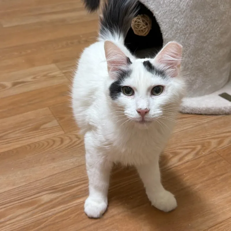 A young medium-sized male White Domestic Medium Hair cat named Domino for adoption in Hopewell, VA