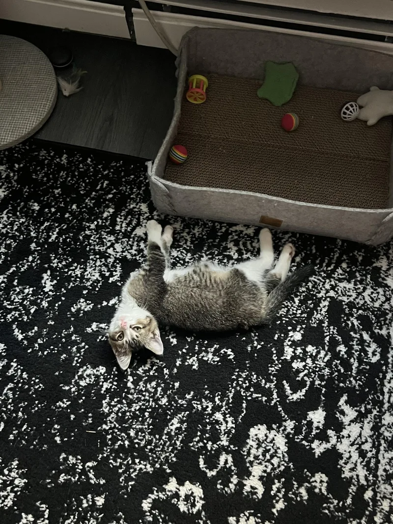 A baby small-sized male Domestic Short Hair cat named Cotton for adoption in Long Island City, NY