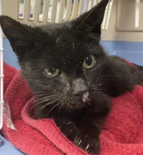 An adult medium-sized female Domestic Short Hair cat named Gloria for adoption in Long Beach, CA