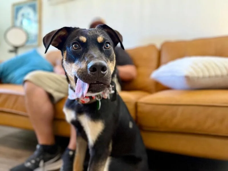 A young medium-sized male Black German Shepherd Dog dog named Dobbie Boy The Ultimate for adoption in Friendswood, TX