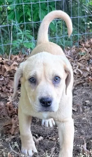 A baby medium-sized male Labrador Retriever dog named Pup Tonka for adoption in Washington, DC