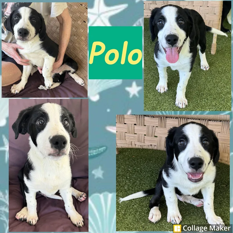 Polo
