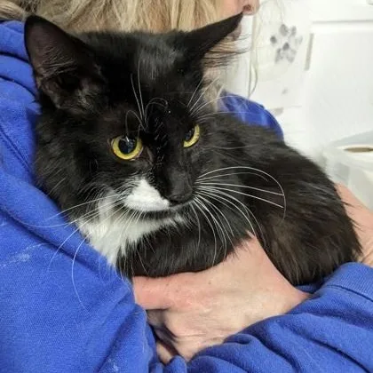 A young medium-sized female Domestic Medium Hair cat named Starburst for adoption in Worcester, MA