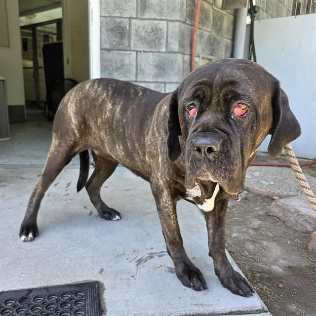 A young large-sized female Mastiff dog named River for adoption in Long Beach, CA