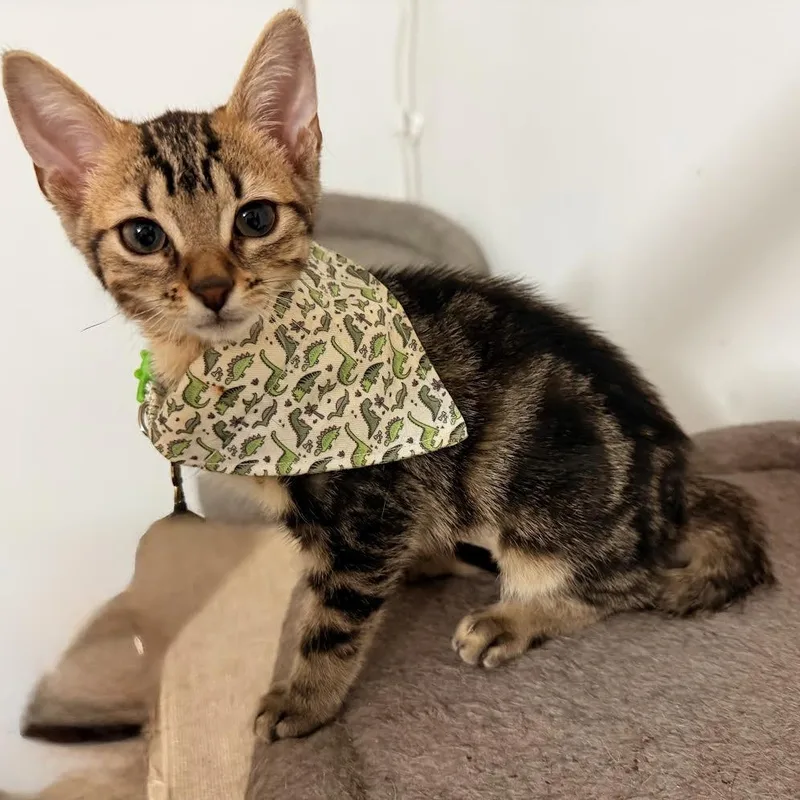 A baby small-sized male Tabby (Brown / Chocolate) Tabby cat named Trouble for adoption in Miami, FL