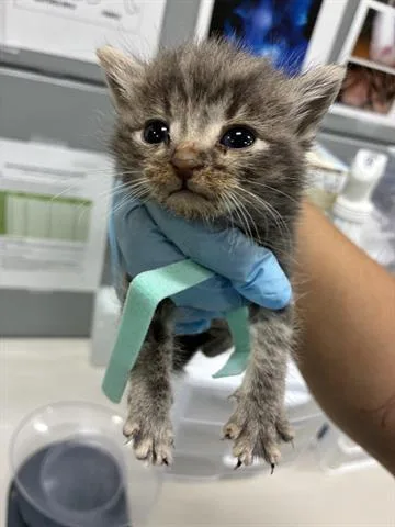 A baby small-sized female Domestic Medium Hair cat named Butters for adoption in San Martin, CA