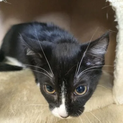 A baby small-sized female Domestic Short Hair cat named Garbanzo Bean for adoption in Janesville, WI