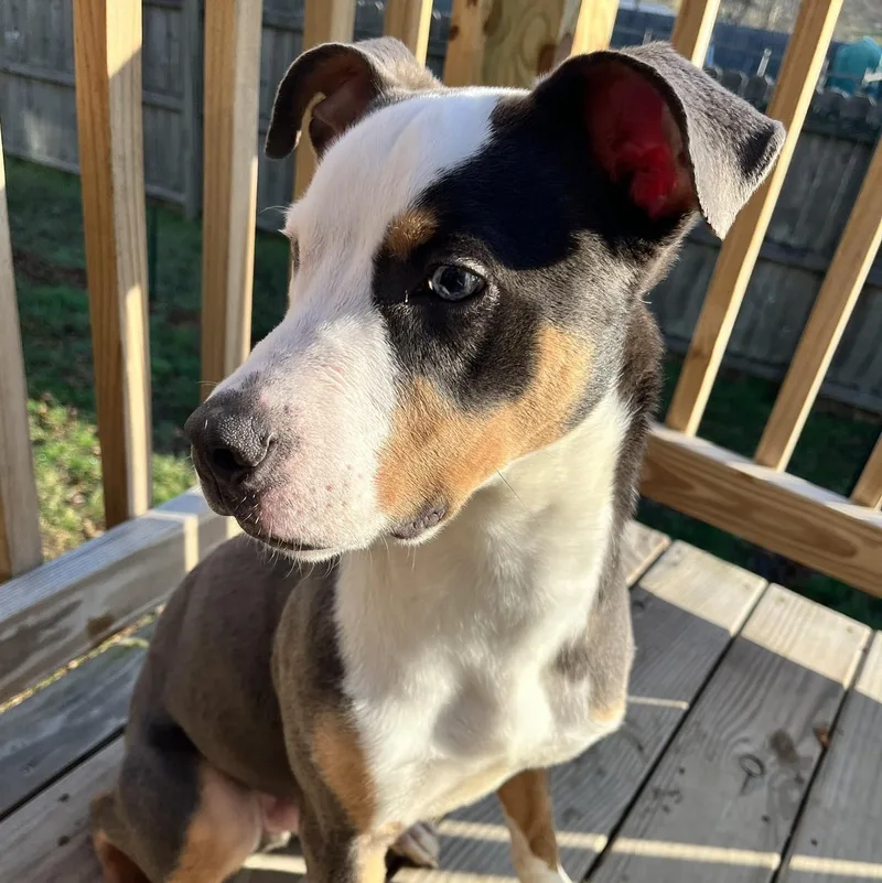 A baby medium-sized male Gray / Blue / Silver Hound dog named Milo for adoption in East Flat Rock, NC