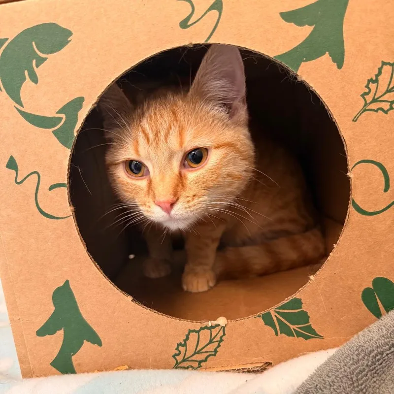An adult medium-sized female Orange / Red Domestic Short Hair cat named Cinnabon for adoption in Saint Charles, MO