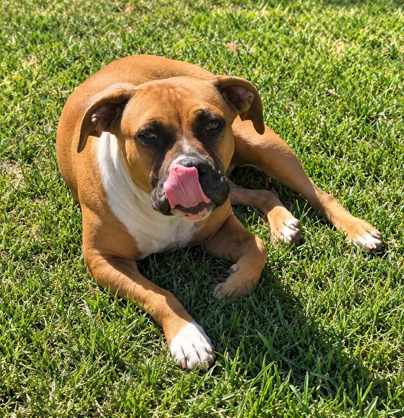 A young medium-sized female Boxer dog named Sneakers for adoption in Lodi, CA