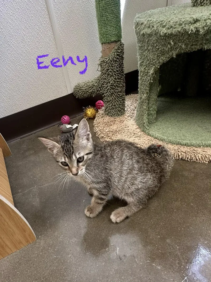 Eeny