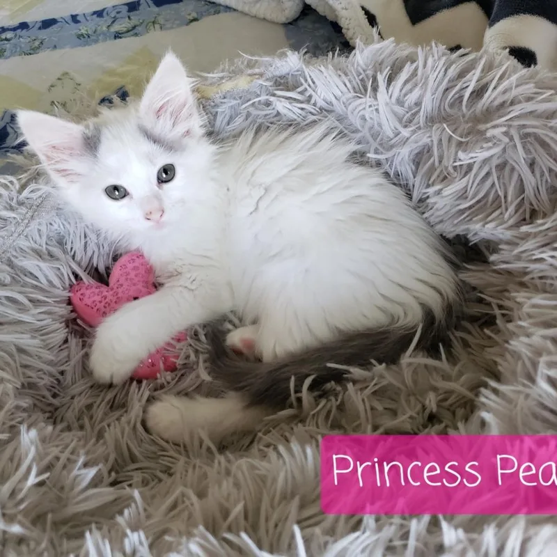 A baby small-sized female Gray / Blue / Silver Domestic Long Hair cat named Princess Peach for adoption in Carmel, IN