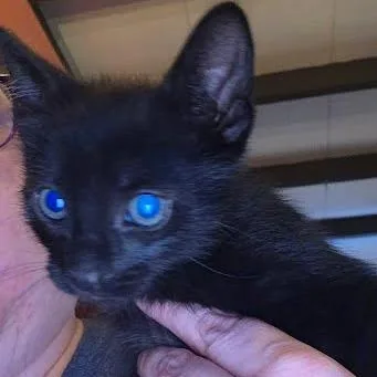 A young small-sized female Black Domestic Medium Hair cat named Crash for adoption in San Pablo, CA
