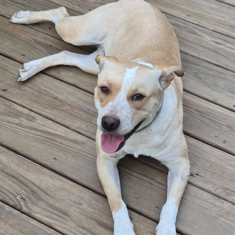 An adult medium-sized female Pit Bull Terrier dog named Sally Mae for adoption in Springfield, MO