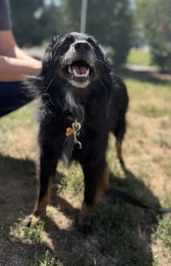 An adult small-sized male Australian Shepherd dog named Loki for adoption in Stratham, NH