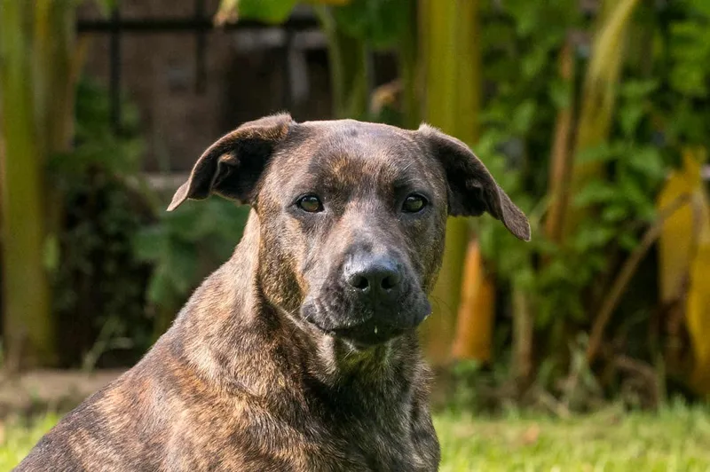 A young medium-sized female Brindle American Staffordshire Terrier dog named Cherry Blossom for adoption in Tomball, TX