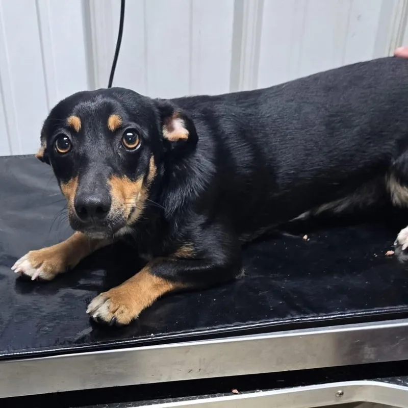 A young small-sized male Dachshund dog named Beans for adoption in Springboro, OH