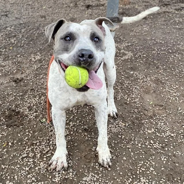 An adult large-sized male Pit Bull Terrier dog named Jupiter for adoption in Mesa, AZ