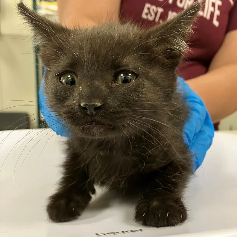 A baby small-sized female Black Domestic Short Hair cat named Sandy for adoption in Las Cruces, NM