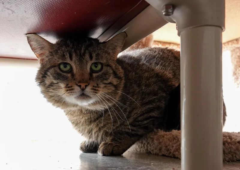 An adult medium-sized male Tabby (Brown / Chocolate) Domestic Short Hair cat named Boone for adoption in Boise, ID