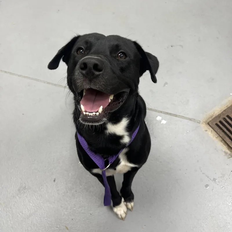 An adult large-sized male Black Mixed Breed dog named StrayMarthaBerryHighwayVeteransParkway for adoption in Columbus, GA