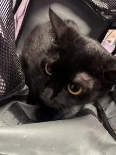 A baby small-sized female Black Domestic Short Hair cat named 61631849 for adoption in El Paso, TX