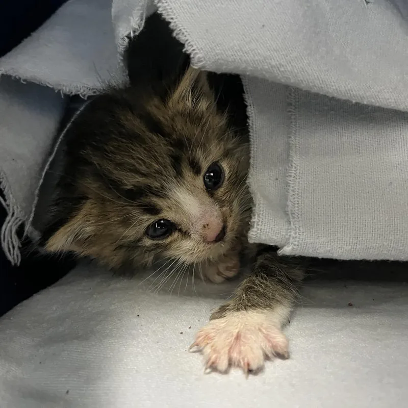 A baby small-sized male Brown / Chocolate Domestic Short Hair cat named Jackson for adoption in Fairfax, VA