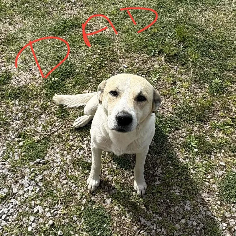 A baby medium-sized male White / Cream Jack Russell Terrier dog named Ct Beluga for adoption in Stormville, NY