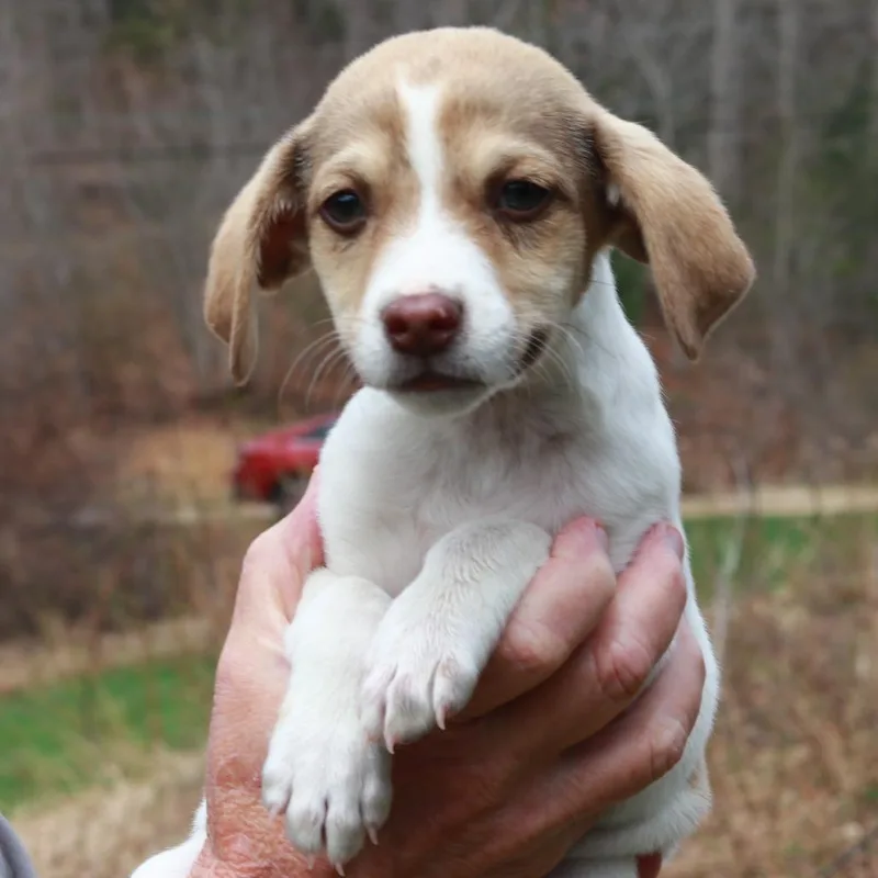 Ct Beluga thumbnail 2