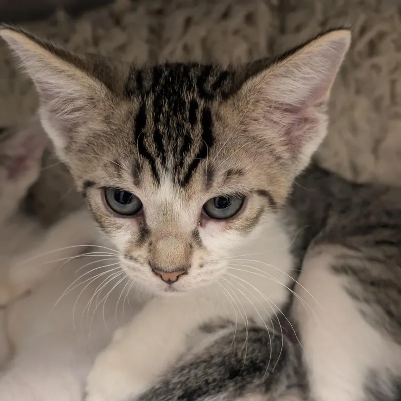 A baby small-sized male Gray / Blue / Silver Domestic Short Hair cat named Kai for adoption in Sonoma, CA