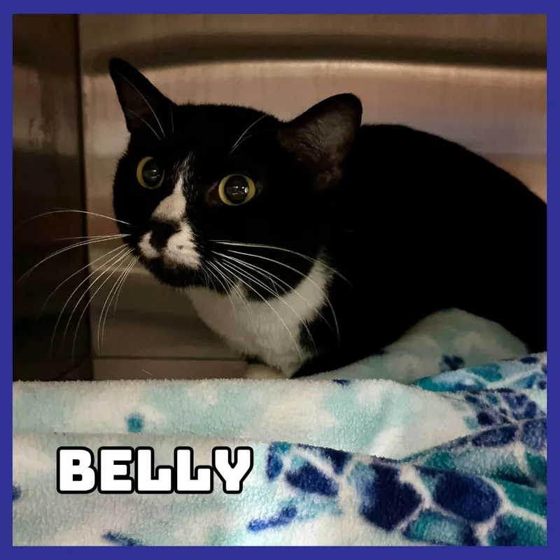 An adult medium-sized female Black Domestic Short Hair cat named Belly for adoption in Glenwood, MN