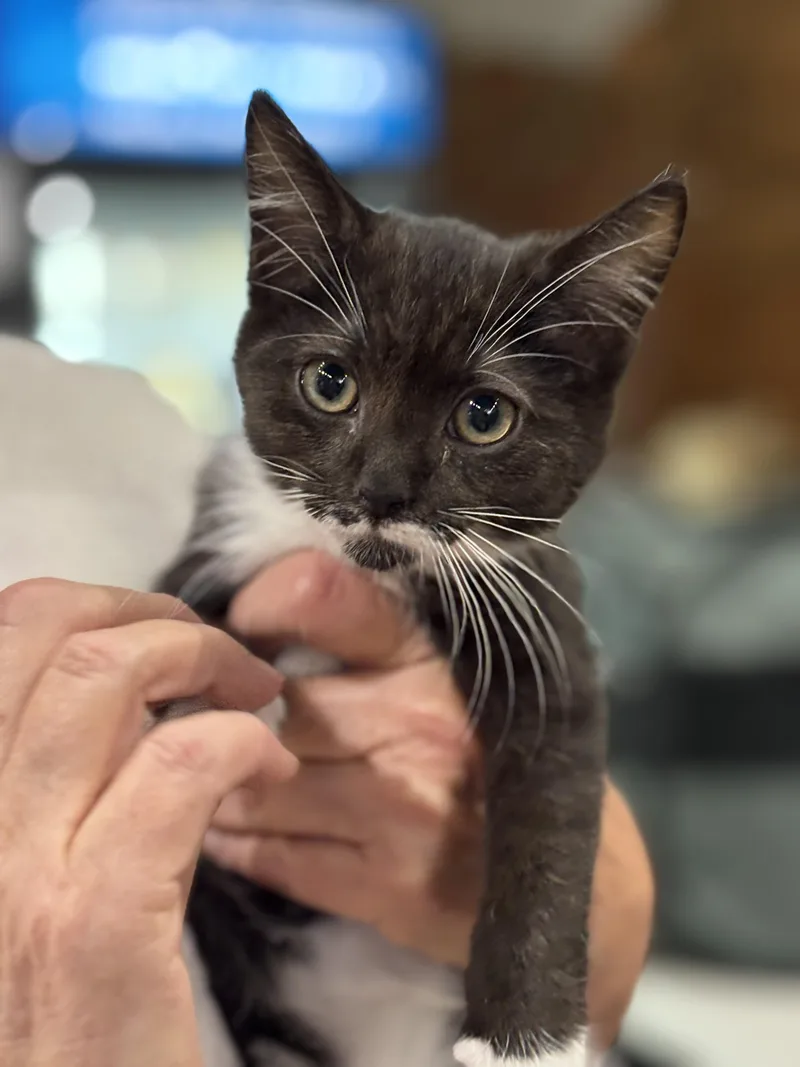 A baby medium-sized male Black & White / Tuxedo Domestic Short Hair cat named Jett for adoption in Johnson City, TN
