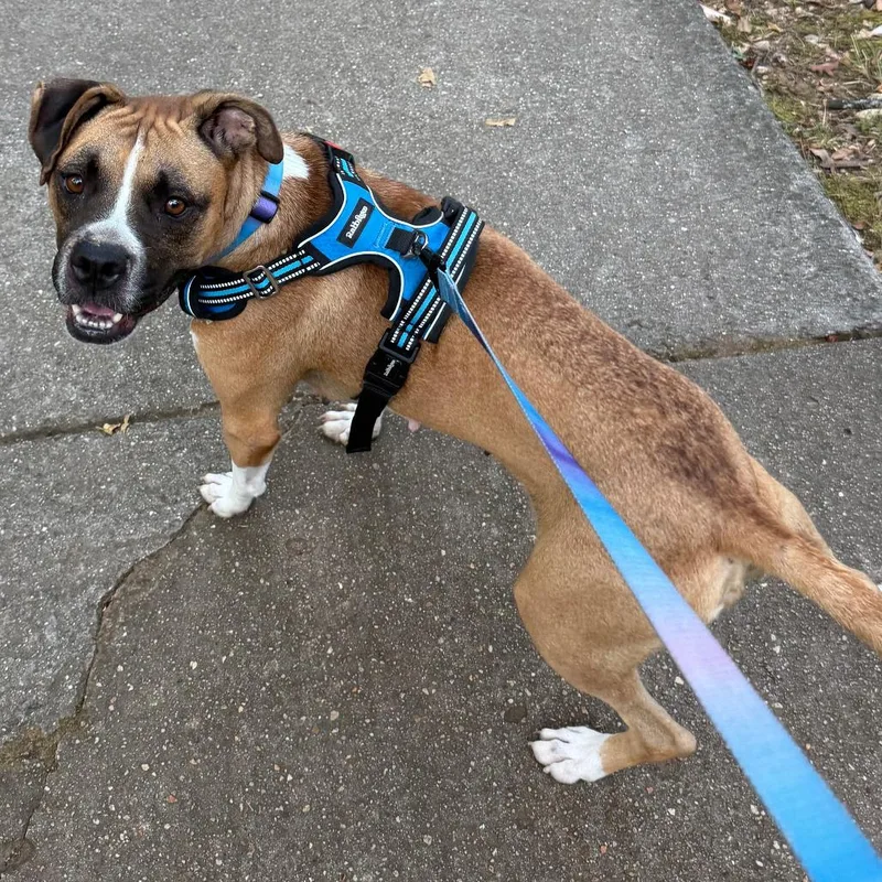 An adult medium-sized female Brown / Chocolate Boxer dog named Stella for adoption in Birmingham, AL