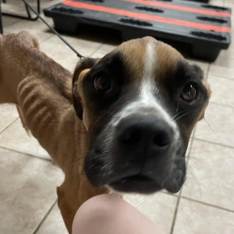 Stella thumbnail 4