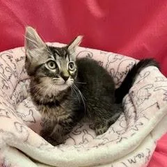 A baby medium-sized female Tabby cat named Suez for adoption in Green Valley, AZ